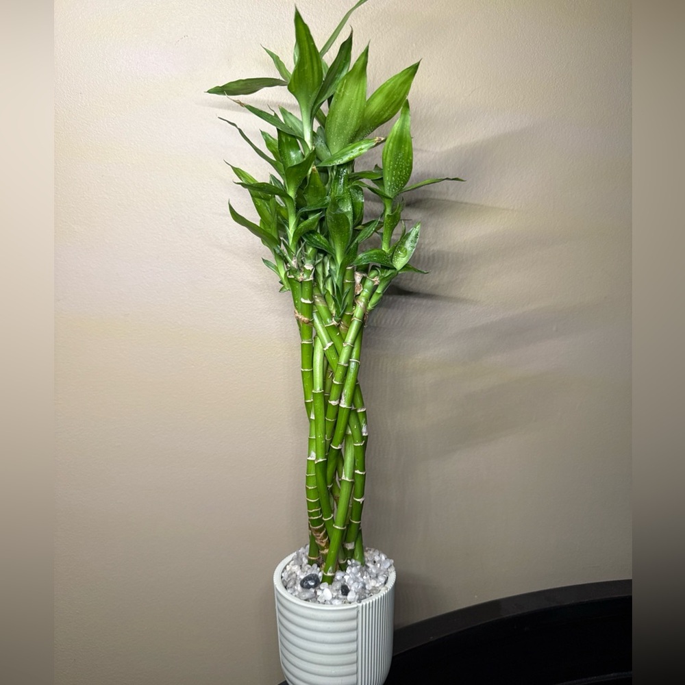 Costa Green Live Lucky Bamboo Florals Accents